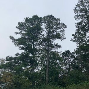 Meet your Posher, Dorion